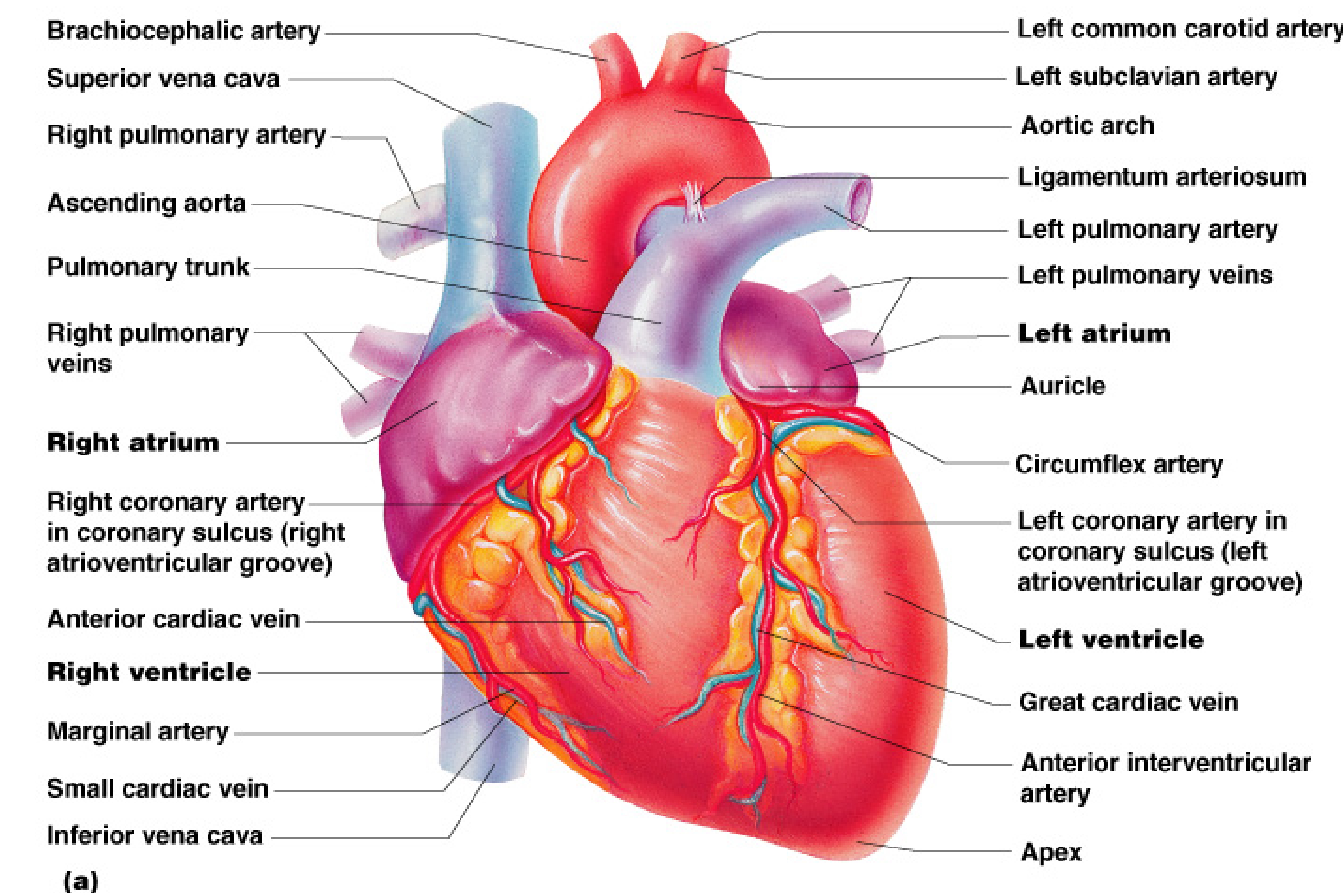 Heart anatomy diagram